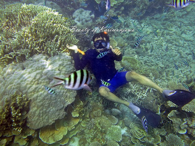 wisata air, karimunjawa, diving karimunjawa, menyelam karimunjawa, taman laut karimunjawa