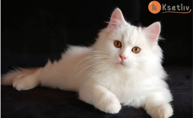 The steps of raising and caring for persian cats