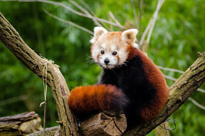 Red panda facts and information