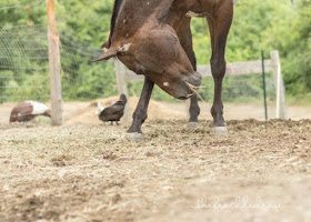 Horse scratching