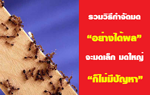 รวมวิธีกำจัดมดเด็ดๆ ป้องกันมดบุกบ้าน ทำลายจากทางเดินสู่รังเลยทีเดียว