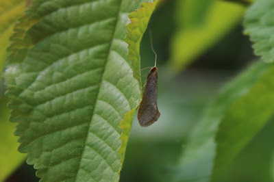 Bleke Langsprietmot - - Nematopogon swammerdamella