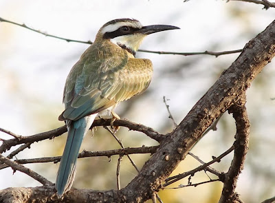 Abejaruco gorgiblanco Merops albicollis