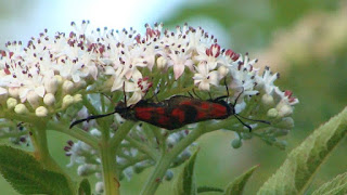 Zygaena (Zygaena) loti couple DSC58683