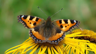 Aglais urticae DSC45612