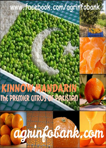 KINNOW MANDARIN THE PREMIER CITRUS OF PAKISTAN