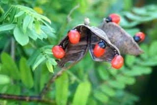 rosary pea