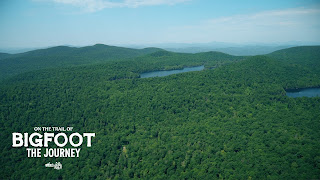 trees trees and more trees - aerial view of a forest