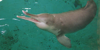 Baiji Dolphin Fun Facts & Images