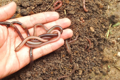 Organic vermicompost