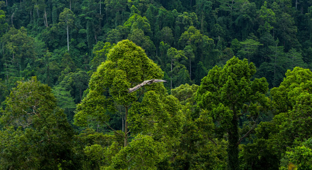 PH Eagle ‘Sarangani’ returns home to Mt. Busa range