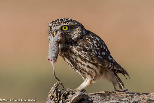 MOCHUELO EUROPEO - Athene Noctua