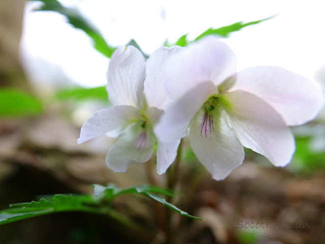 Viola eizanensis