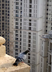 pigeon on a skycraper