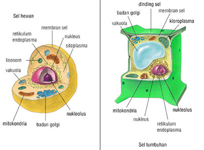 Struktur dan Fungsi Bagian-Bagian Sel  Ilmu pengetahuan