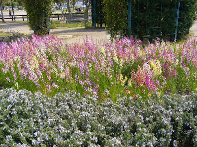 山田池公園の花壇