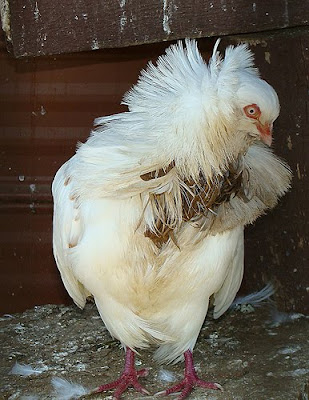 Jacobin Pigeon