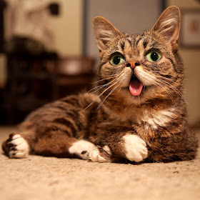 foto lil bub kucing yang suka menjulurkan lidah 07