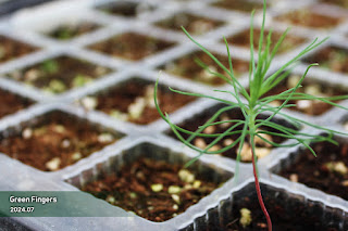 New saplings of Jangipumsong germinated in 2025