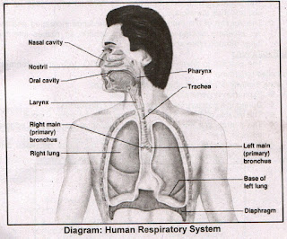 biology notes class 10 chapter 10