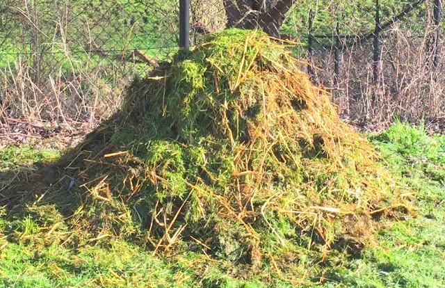 Compost de tontes de gazon en vingt jours.