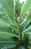 Bay Laurel flower buds