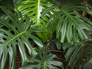 Monstera deliciosa, store hullete blader