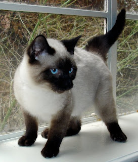 Siamese Cat Picture