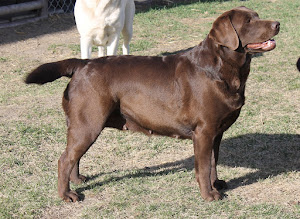 BUCKMOUNTAIN'S MISS GENNAVIEVE (NOW RETIRED AND LIVES WITH HER GRANDDAUGHTER OZZY)