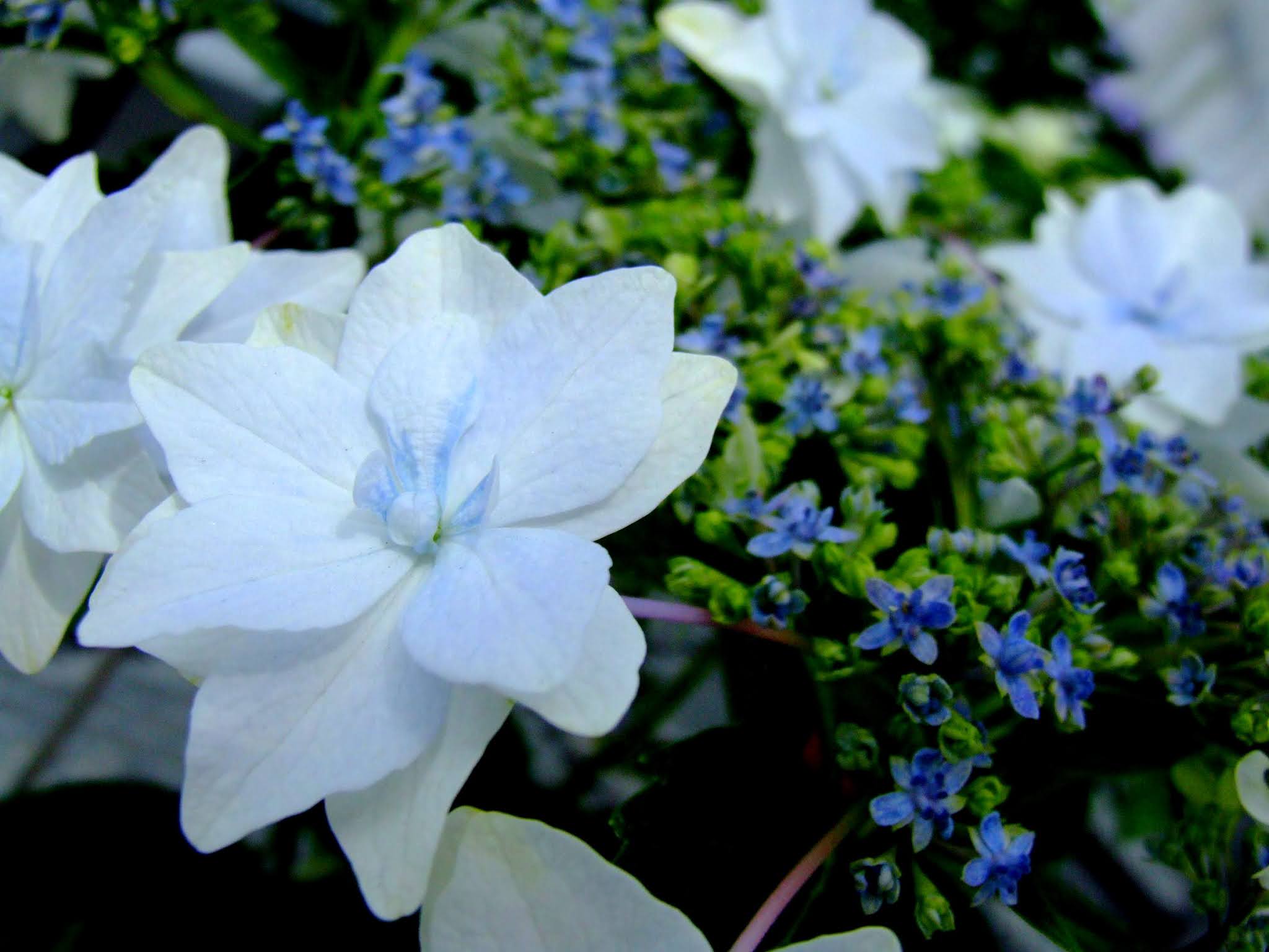 墨田の花火というガクアジサイです。薄いブルーの花弁と花火のような咲き方が本当に可愛いですよね。