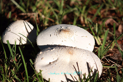 Florida Mushrooms