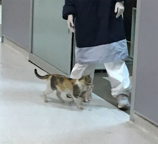 Gata callejera lleva a su gatito enfermo al hospital de Estambul en busca de ayuda