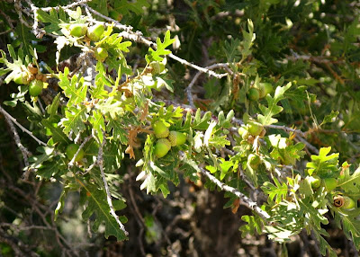 acorns