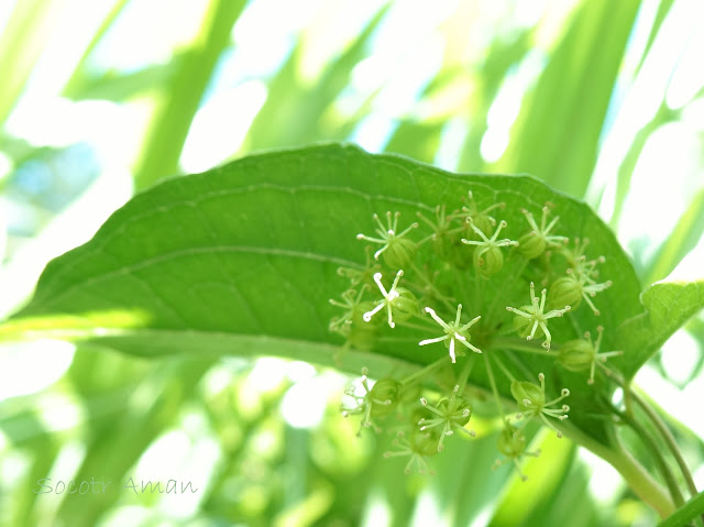 Smilax riparia