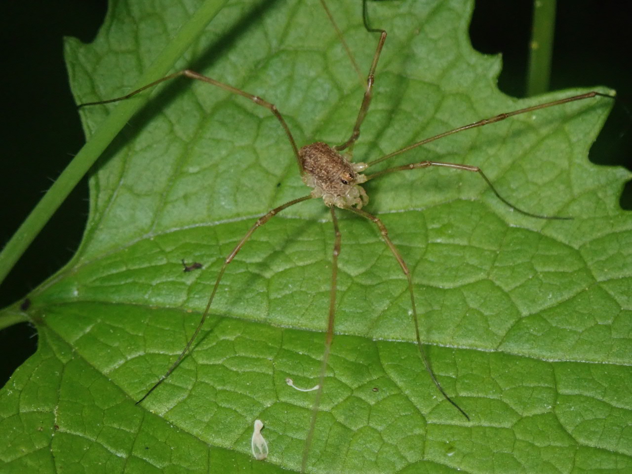 Rilaena triangularis