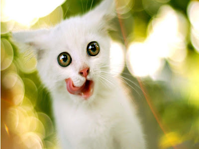 white-cute-cat-sucking-its-mouth-with-its-tounge