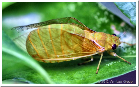 Cicada_IMG_4938 (2)