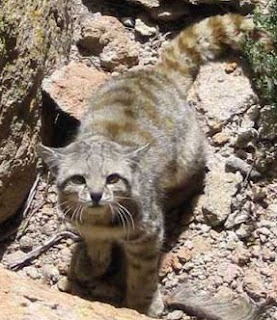 curiosidades gatunas : El Gato Andino