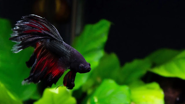 Betta