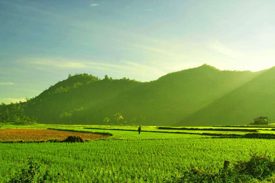 Gambar Pemandangan Sawah yang Indah - Gambar Kata Kata