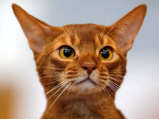 Abyssinian Cat