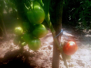 tomate cultivate in camp deschis inima de bou