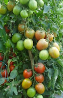 jual benih, tomat, tomat servo, benih cap panah merah, cara menanam tomat, pupuk, toko pertanian, toko online, lmga agro