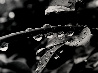 Black and White Rain Drops Twisted Stem wallpaper, Black and White City