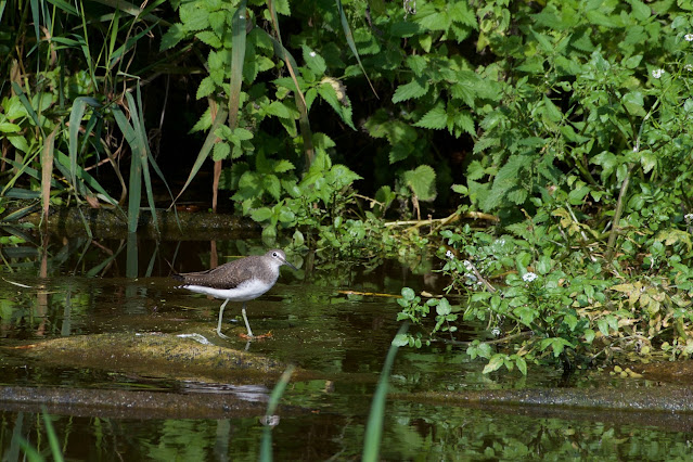Green sandpiper (तुतारी) - Tringa ochropus Lemsford Springs, Herts, U.K. Sept 2022
