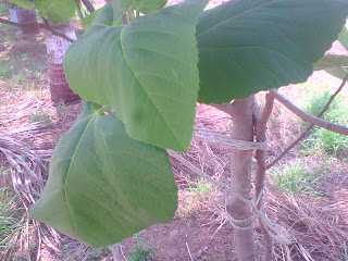 anjeer plant