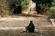 Ranthambore National Park (img )