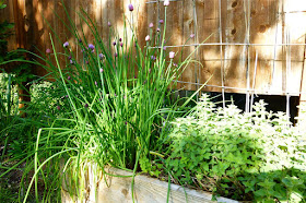 chives, garden, allium schoenoprasum, cooking with herbs