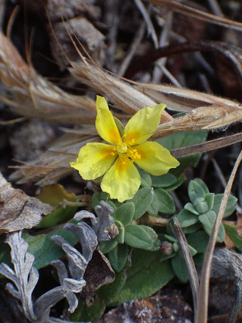 Helianthemum bramwelliorum