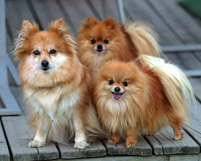 Pomeranian